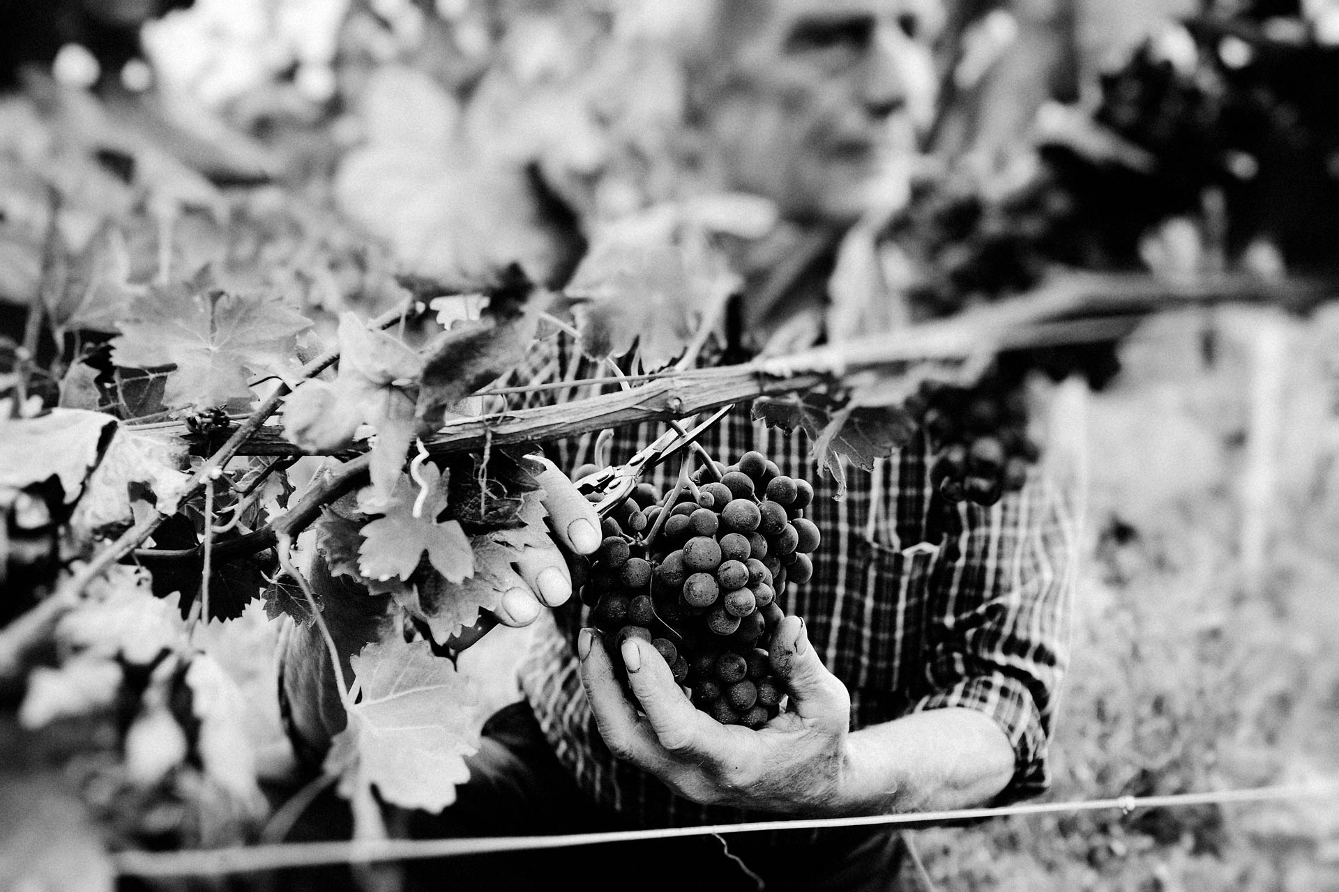 Rui-fotografo-vino-ad-terre-da-vino-mano-uomo-viticoltore_X1S9003_p_web_hd